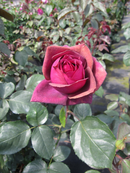 Edelrose Gräfin Diana 1