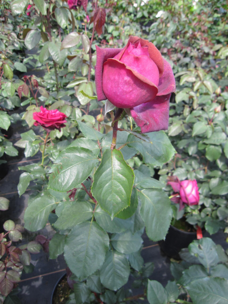 Edelrose Gräfin Diana 3