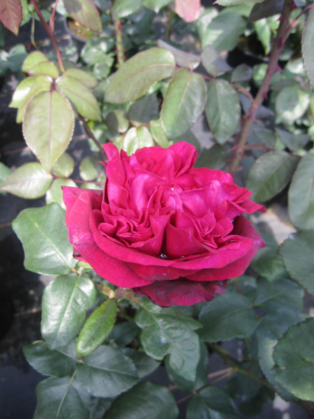 Edelrose Gräfin Diana 2