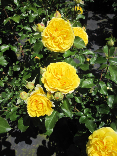 Edelrose Inka 2