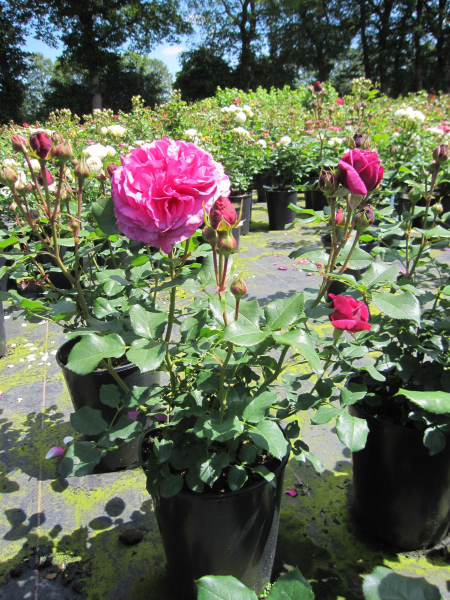 Rosa Kaffe Fassett Rose 2