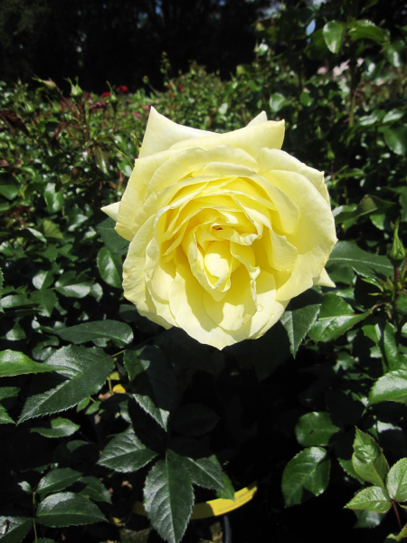 Edelrose Limona 1