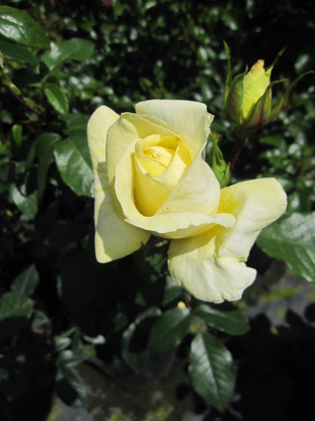 Edelrose Limona 2