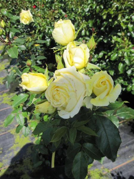Edelrose Limona 3