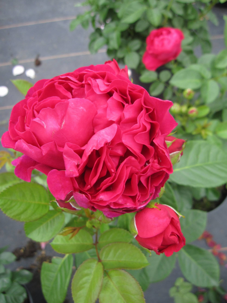 Edelrose Marietta 1