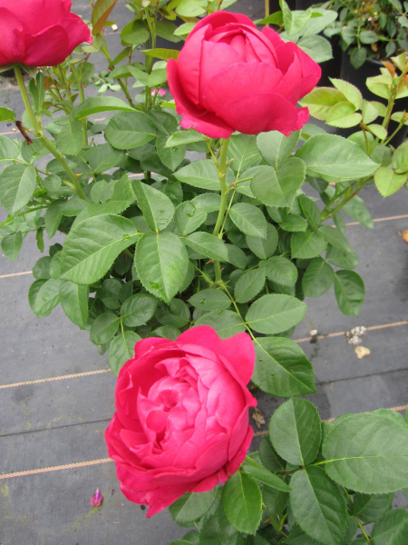 Edelrose Marietta 2