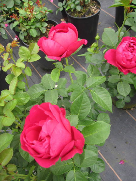 Edelrose Marietta 3