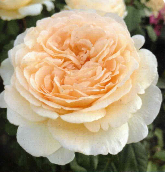 Edelrose_Marzipan_1