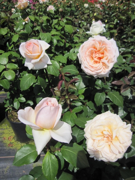 Edelrose Pascali  3