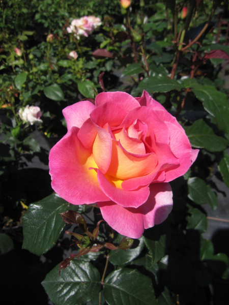 Edelrose Pink Paradies 1