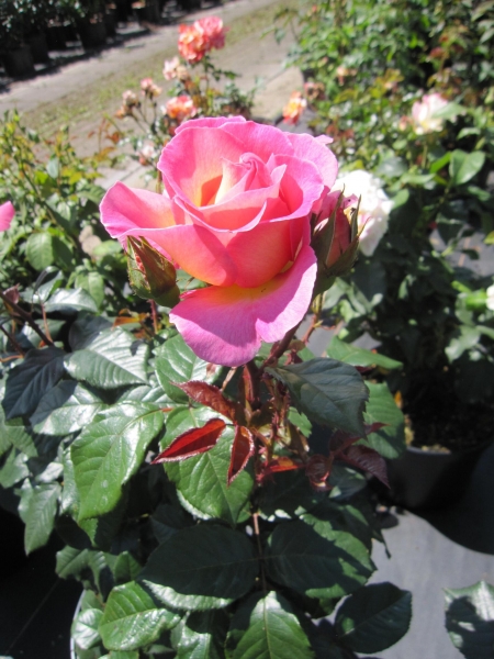 Edelrose Pink Paradies 2