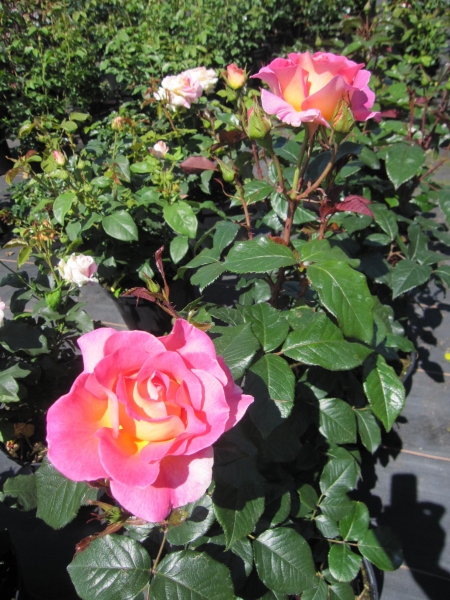 Edelrose Pink Paradies 3