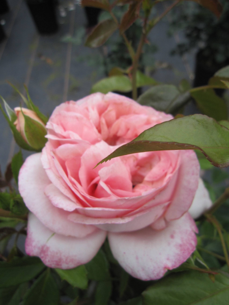 Edelrose Voyage 3