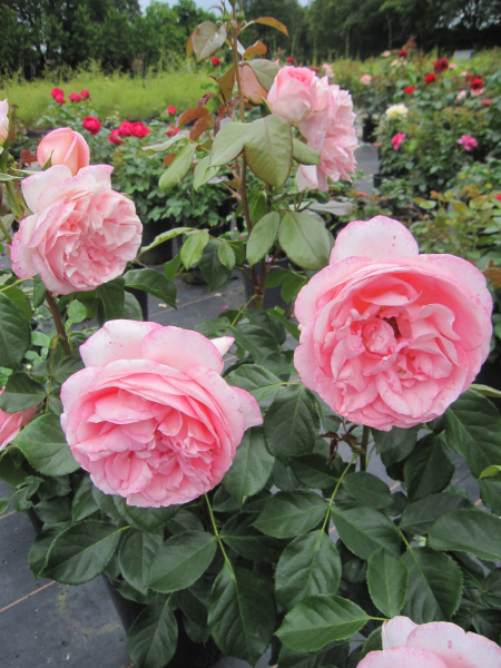 Edelrose Voyage 2