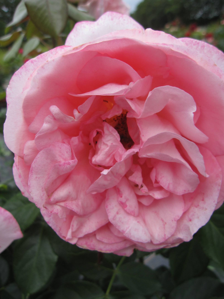 Edelrose Voyage 1