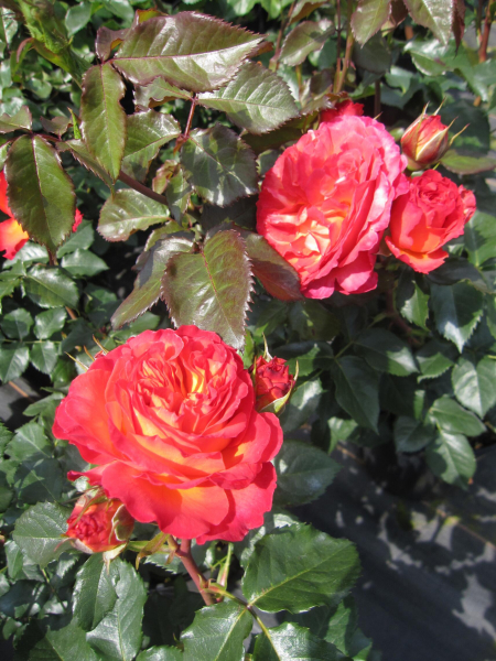 Edelrose Vulcano 1
