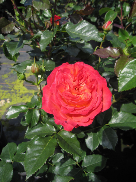 Edelrose Vulcano 3
