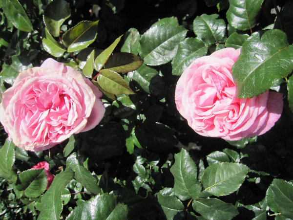 Edelrose Wildberry 3