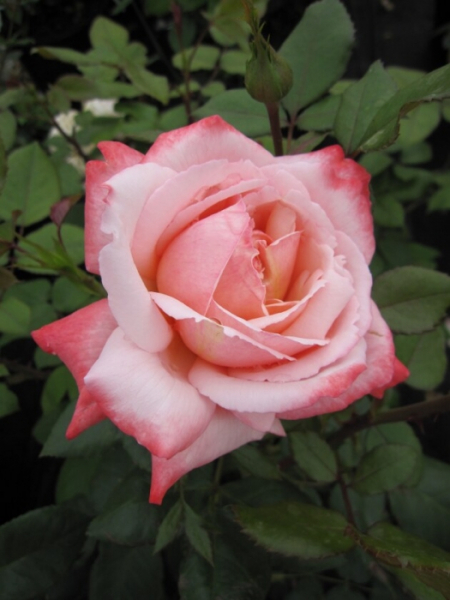 Edelrosen Arioso 2