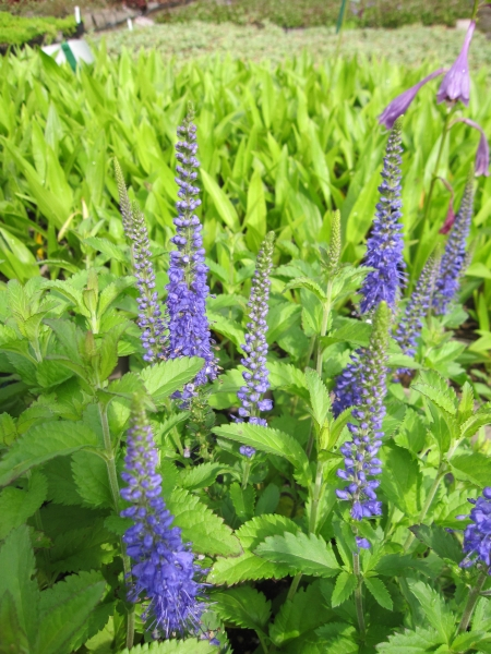 Ehrenpreis Blauriesin2