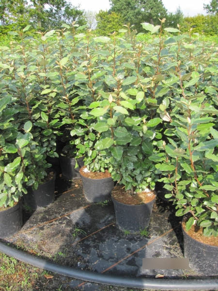 Elaeagnus ebbingei compacta 3