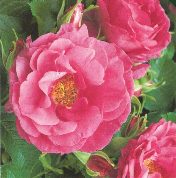 Englische Rose Wild Edric 1