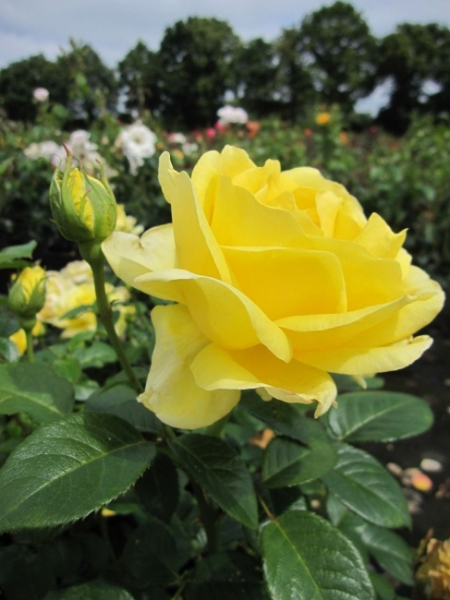 Englische Rose Guys Gold