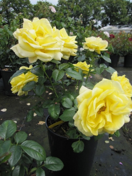 Englische Rose Guys Gold