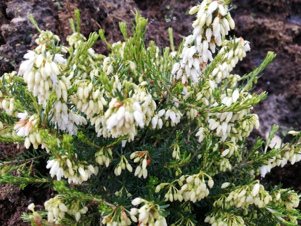 Erica carnea Kathy