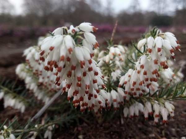 Erica carnea Schneekuppe2