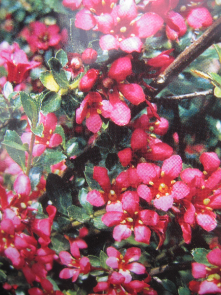 Escallonia Red Elf 1