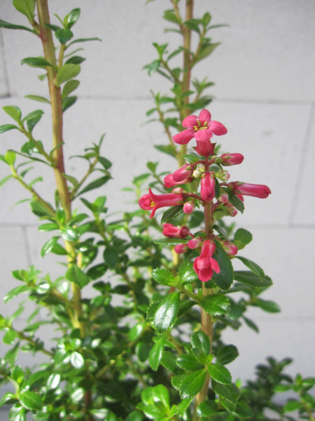 Escallonia Red Tower 1