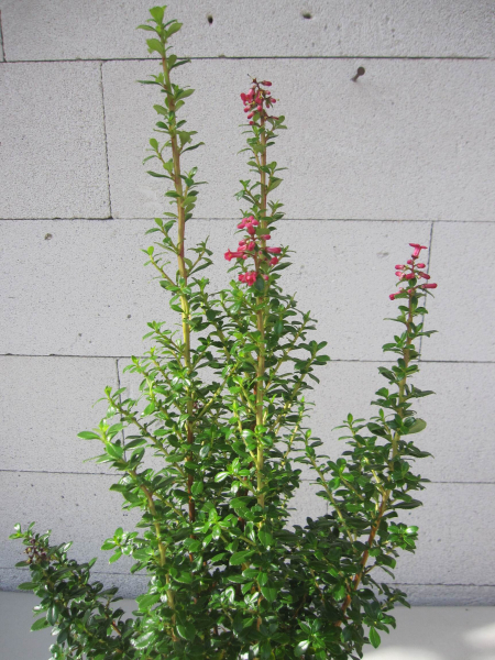 Escallonia Red Tower 2