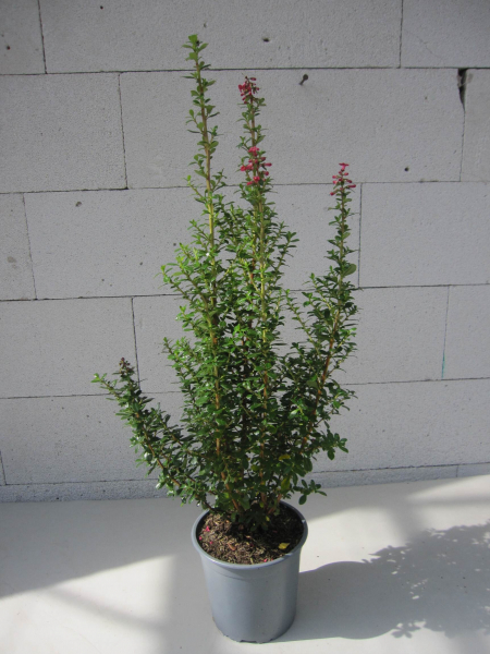 Escallonia Red Tower 3