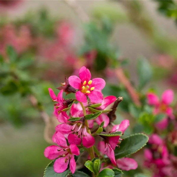 Escallonia William Watson 1