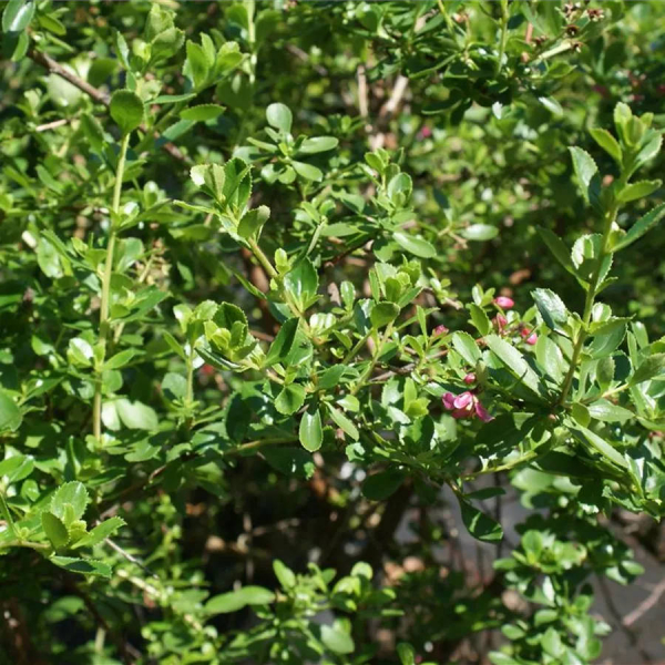 Escallonia William Watson 2