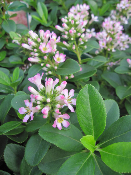 Escallonia laevis Pink Elle - Andenstrauch Pink Elle - 30-40cm