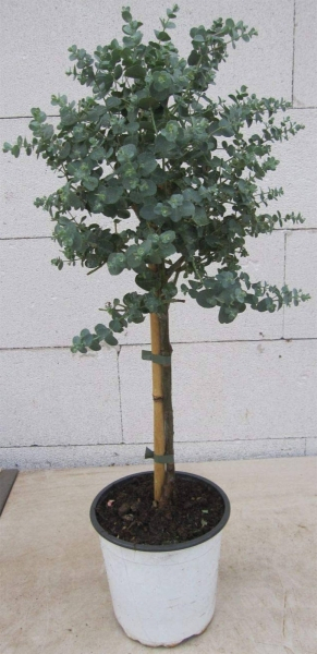 Eukalyptus gunnii Azura als kleiner Stamm