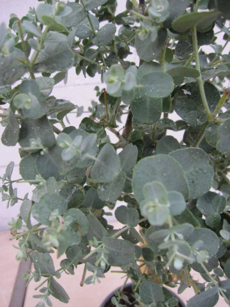 Eucalyptus gunnii Azura auf Stamm gezogen