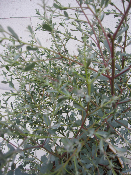 Eucalyptus gunnii France Bleu 3