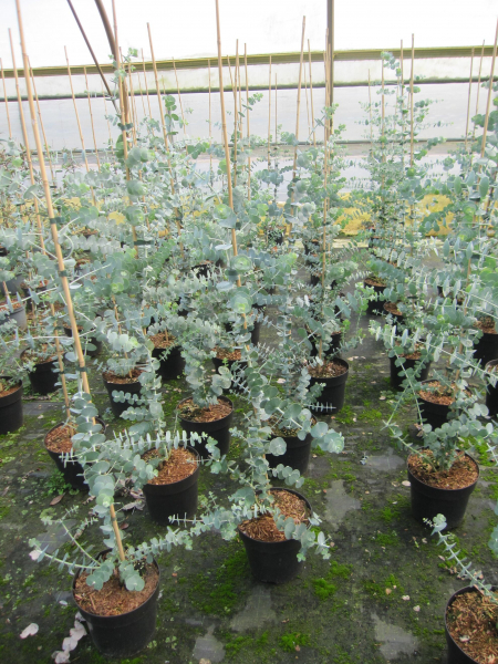 Silberblättriger Eukalyptus Baby Blue 2
