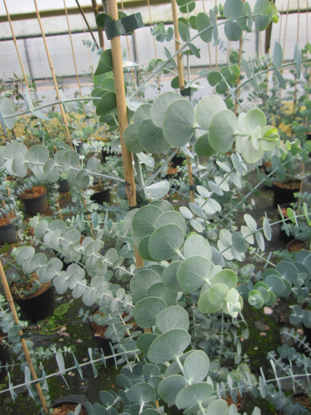 Silberblättriger Eukalyptus Baby Blue 1