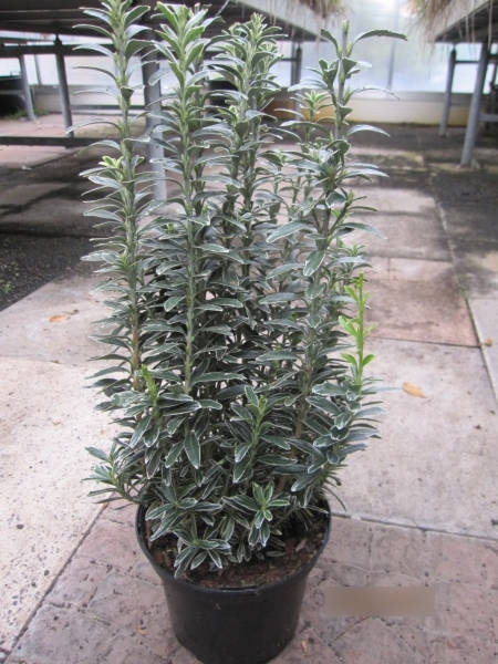 Euonymus microphyllus Albovariegatus - Spindelstrauch Albovariegatus