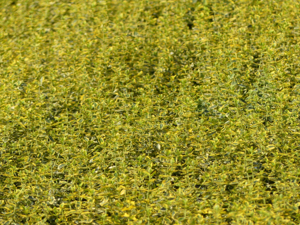 Euonymus fortunei Emerald Gold 2