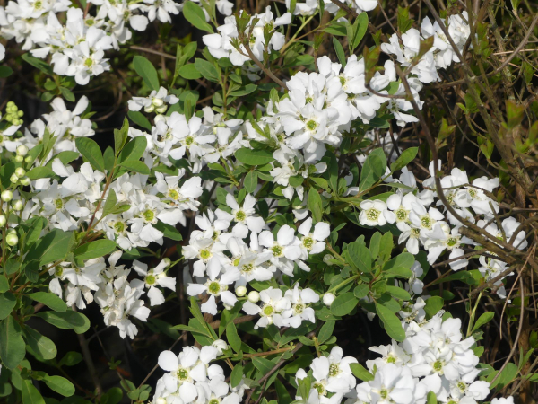 exochorda racemosa 2