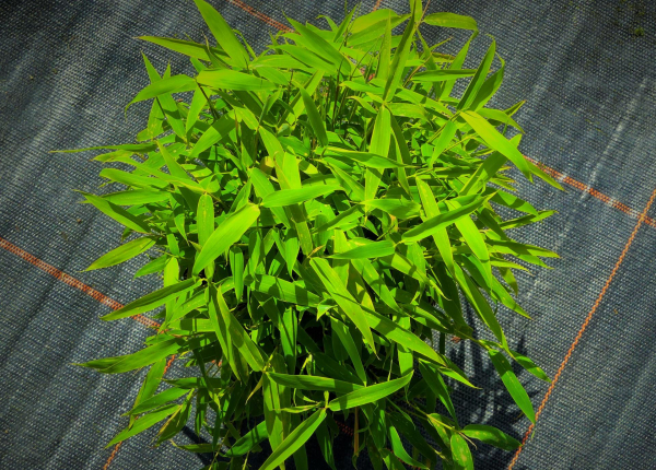Fargesia murieliae Luca 1