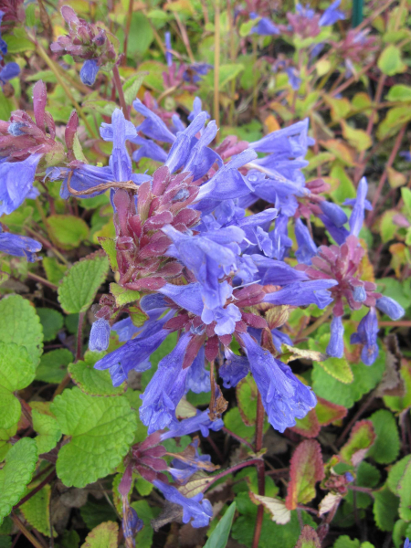 Dracocephalum rupestre grandiflorum 1