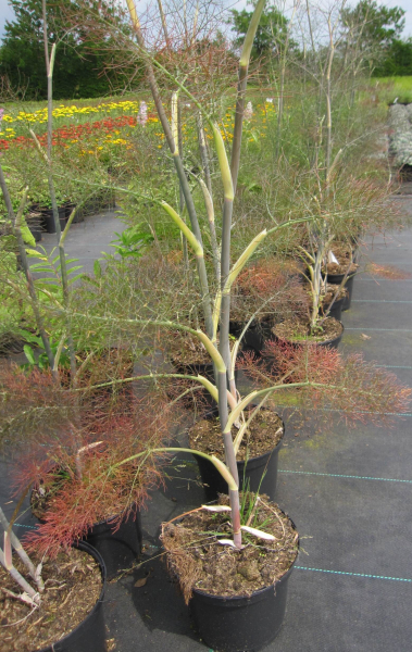 Foeniculum vulgare Giant Bronze 1