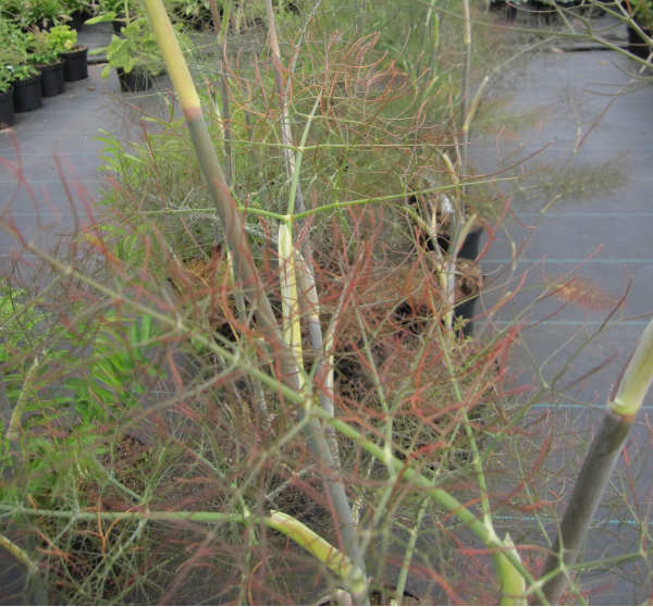 Foeniculum vulgare Giant Bronze 2