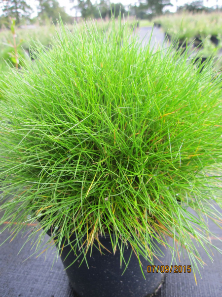 Bärengras Samen - Ca. 30 Samen Xerophyllum Tenax Für Steingarten & Trockene Beete